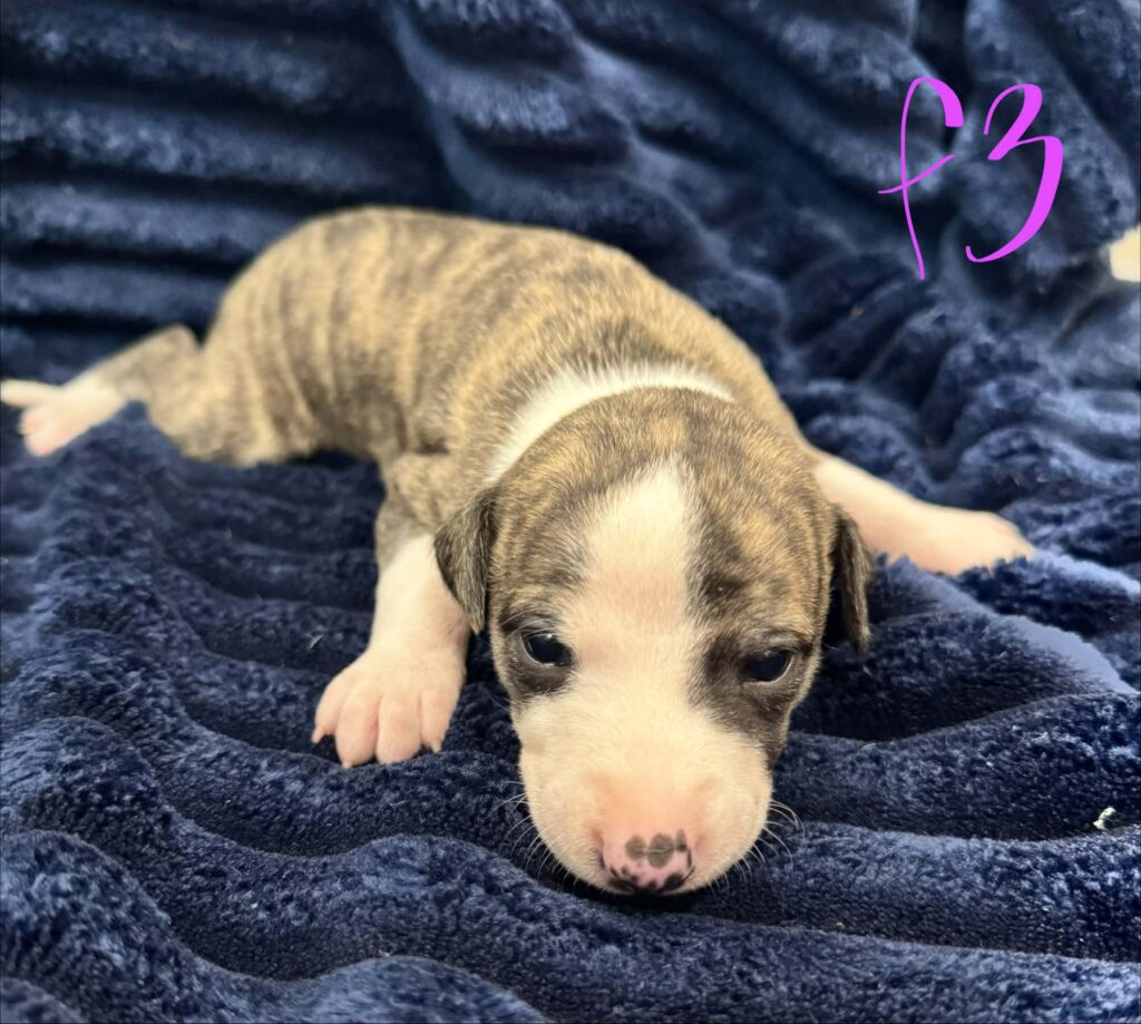 reputable whippet breeder
