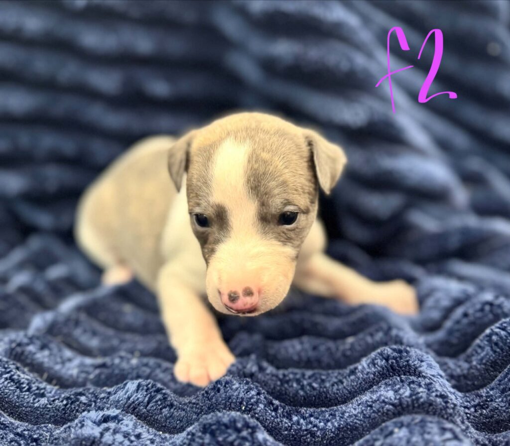 reputable whippet breeder