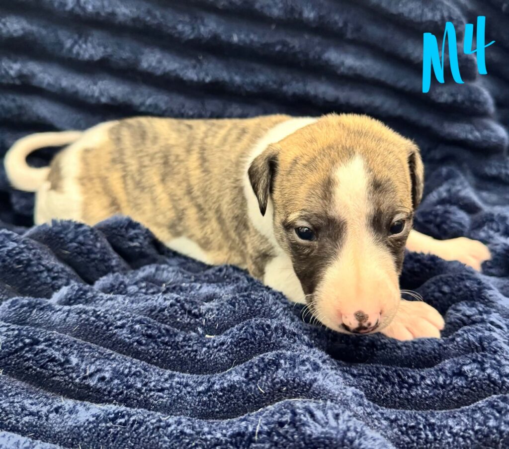 reputable whippet breeder