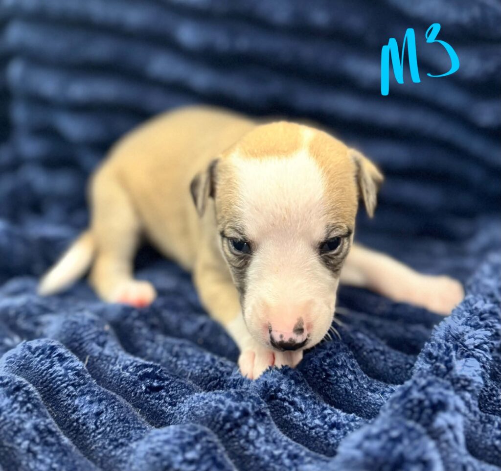 reputable whippet breeder