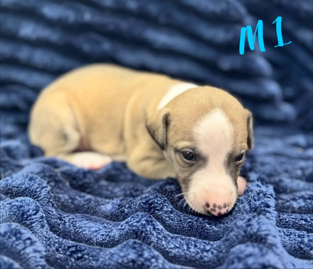 reputable whippet breeder
